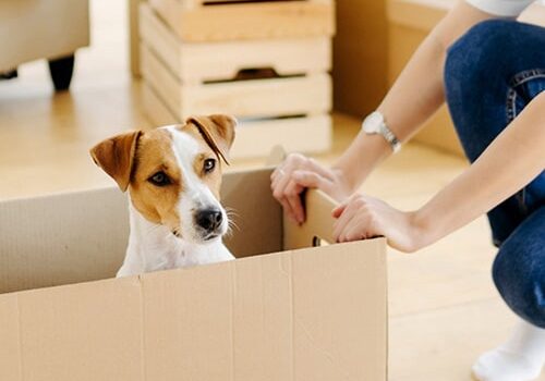 dog sits in box with a person holding the box on the floor